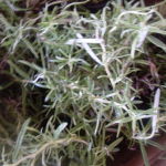 Rozmarín - čerstvý