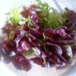 Šalát dubový list